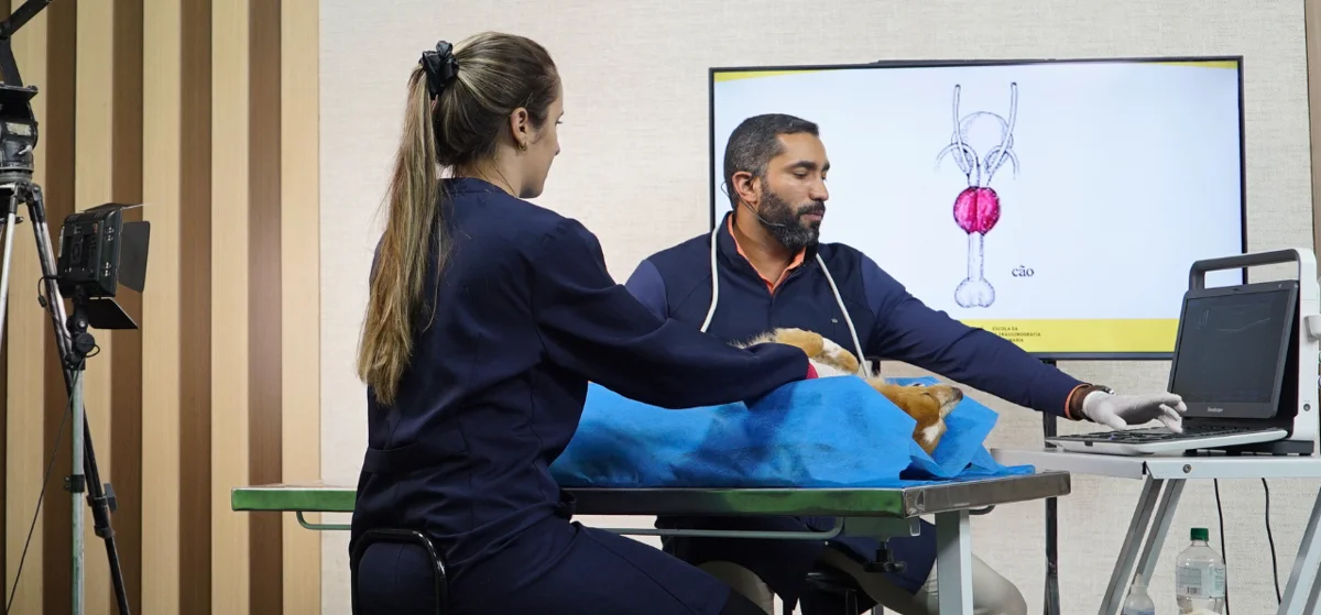 Método das 4 câmeras nas aulas de ultrassom com animais reais